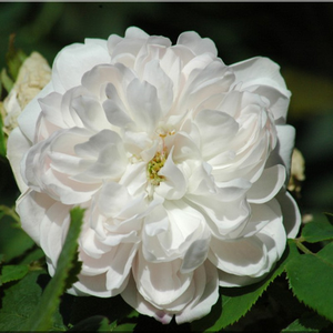 White Jacques Cartier - trandafiri - www.ioanarose.ro